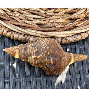 Beautiful vintage snail shell Horse Conch?